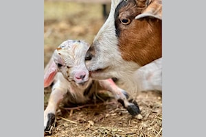Betty gives birth to a baby buck goat at Canny Crofter farms in Barriere
