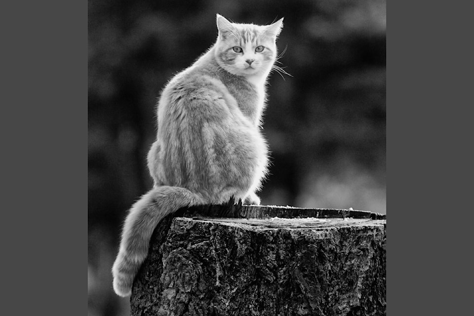 John Enman discusses portrait lenses in this week's column. This black and white portrait is called - 'Cat on a post'. 