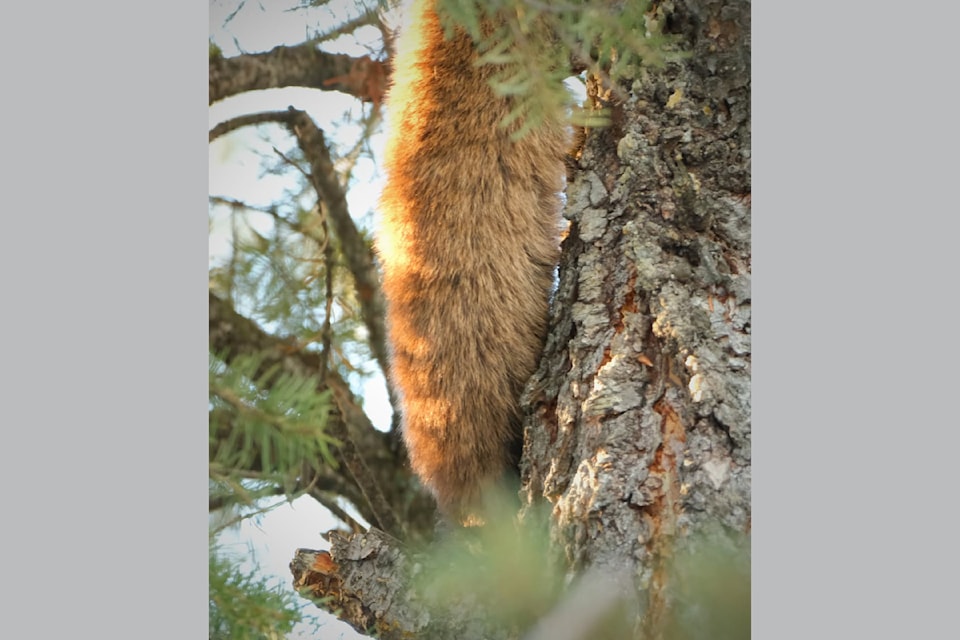 A fluffly cougar tail hanging overhead alerted wildernes expert Frank Ritcey to "look up" during a  hike in southeastern B.C. at the end of January.