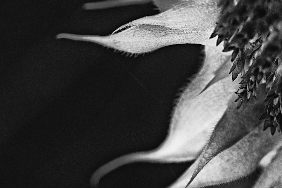 A black and white photo of a sunflower from Oct. 2024 by John Enman.