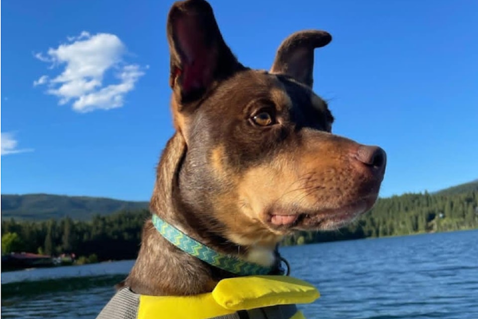 A list of businesses prepared to welcome dogs on leash during the current heatwave in the North Thompson Valley is growing according to the Clearwater Humane Society. 