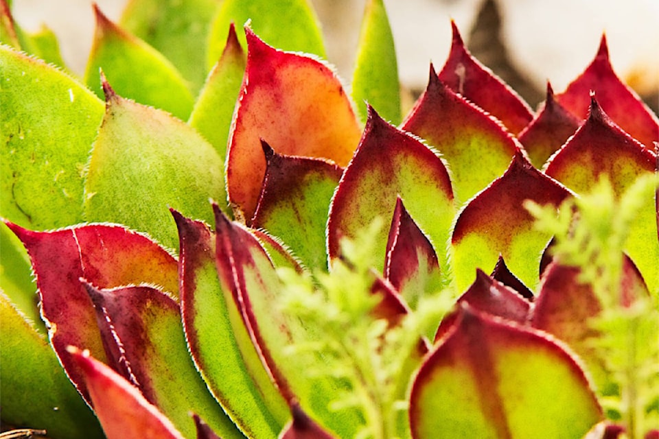 rsz-enman-11899305_web1_180517-nts-enmangarden
