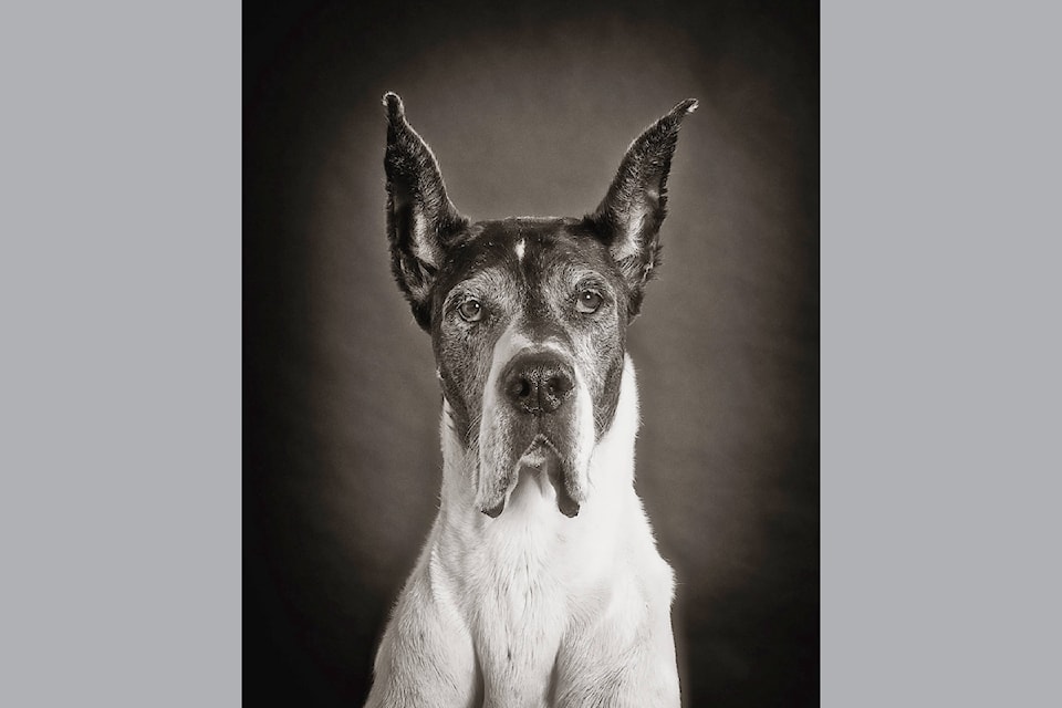 Enman says, "To make good portraits of dogs one must be accommodating, uncomplaining, unflappable, determined and above all must really love dogs." 