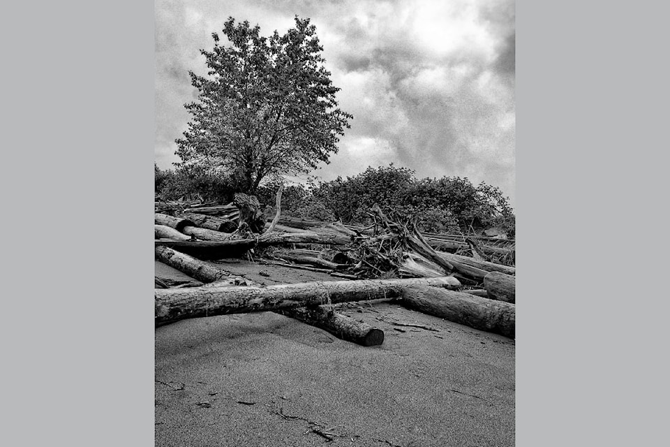rsz-enman-beach-tree-wet-sand