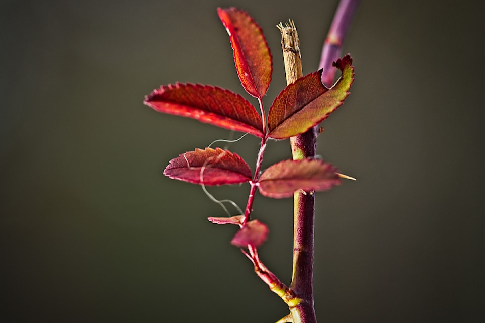 Finding the beauty on a dreary winter's day in December with John Enman. 
