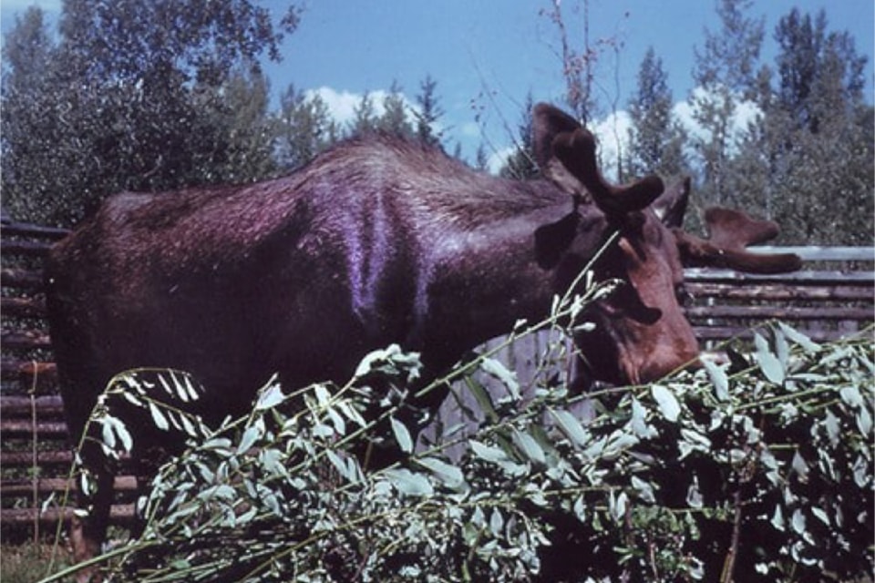 The original Jerry the Moose feeds on twigs in a corral during his first summer in Upper Clearwater in 1961. He came from near Burns Lake after his mother was killed by a train.