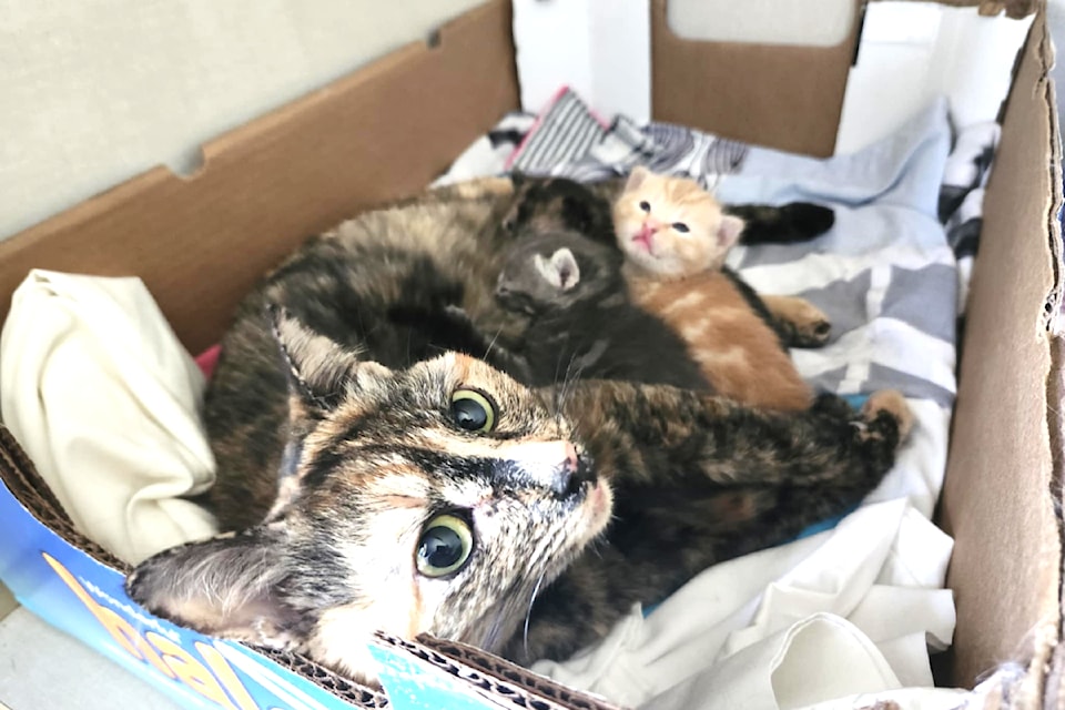 The Clearwater Humane Society is searching for a home for Momma cat Queenie and her baby kittens, Joker (Orange tabby), Uno (Tortiseshelle), Skat (Grey Tabby) and Blackjack (Black) in May in the Clearwater area. 