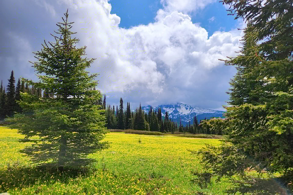 rsz-valerie-morhart-trohpy-mtn-meadows-1436_n