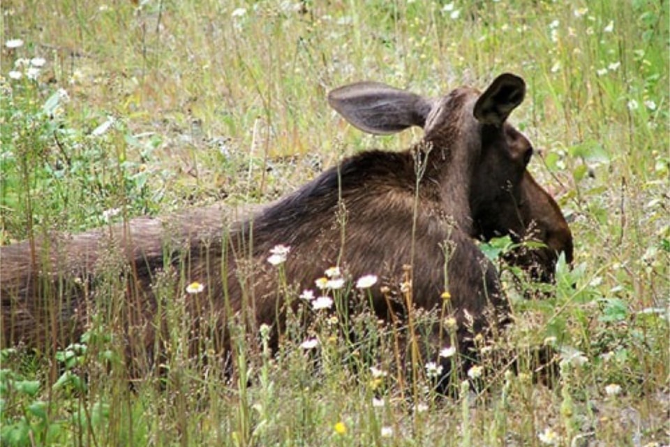 Valley Voices - 2013. A moose relaxes in a field somewhere in the North Thompson Valley. 