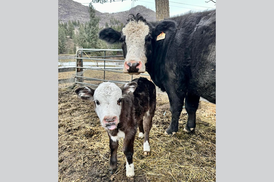 Baby spring calf, Wendy arrived this early spring and has been adopted in Barriere by surrogate Mom, Dela who is expecting her own (second) calf at the end of April. Both are happily residing at The Canny Crofter Farm. 