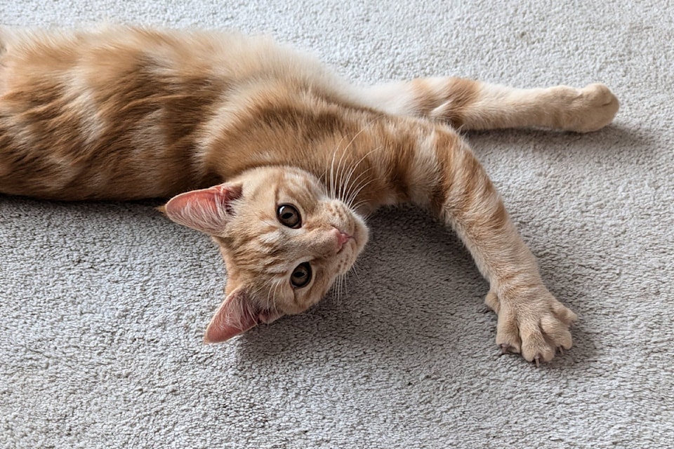 Better Beginnings Kitten Rescue is looking for a forever home for Winston born on May 9, 2024. 