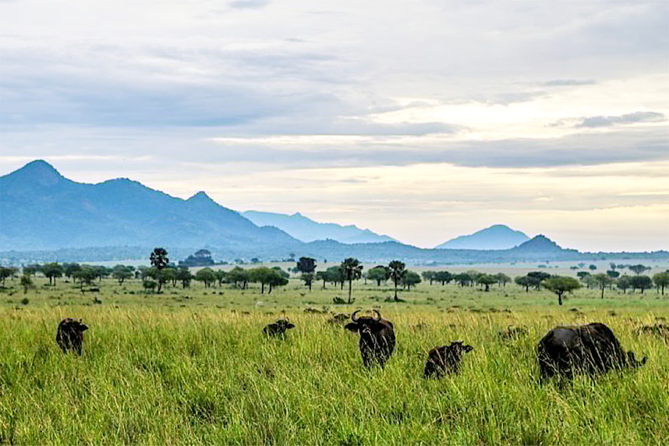 kidepo-national-park-landscape