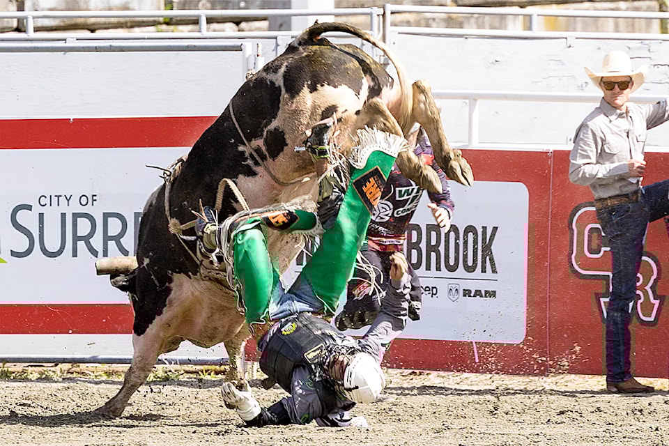 A bull rider gets upended while trying to hang on for an 8-second eternity at the 77th Cloverdale Rodeo.