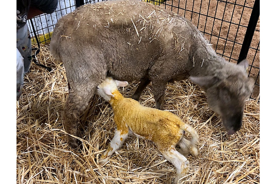 The fair exhibition Farm Friendz welcomed "Clover" at 6:15 a.m. on Friday, May 16. Clover, a Texel cross sheep, was born to mom, Willow.