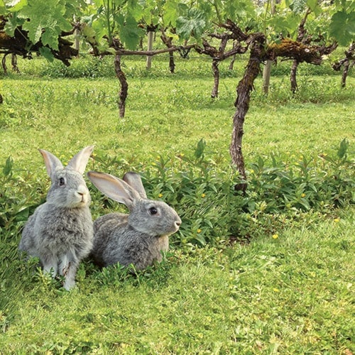 39799cloverdaleWWT7_Rabbits-in-vineyard