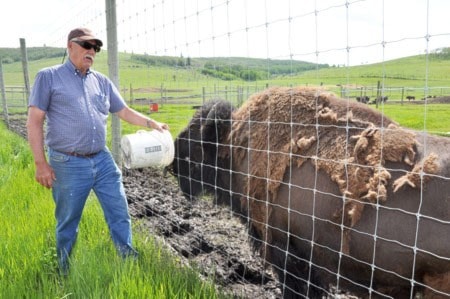 Bison at Canadian Rocky Mountain Ranch