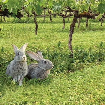 97231cloverdalewTownship7_Rabbits-in-vineyard-sm