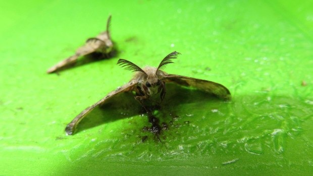 98990cloverdaleeuropean-gypsy-moth-caught-in-surrey-b-c-in-2014