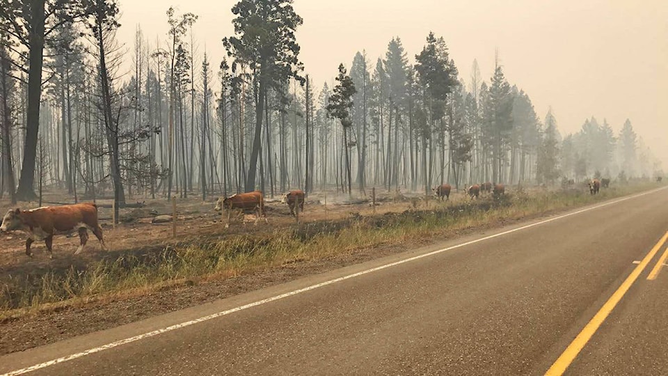 7661277_web1_Hwy-20-wildfire-cows