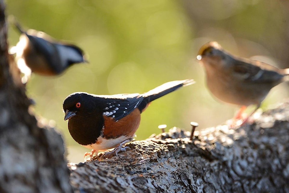 12719308_web1_180725-NDR-M-Towhee-BJ-Jan2