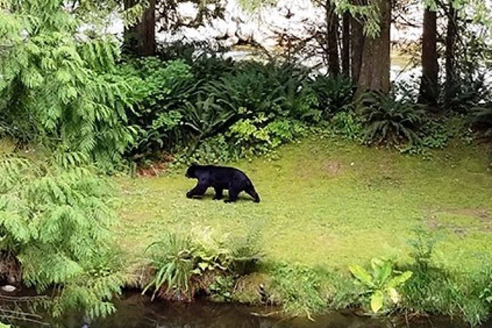 13369948_web1_180831-BPD-M-Lynn-Headwaters-Park-bear