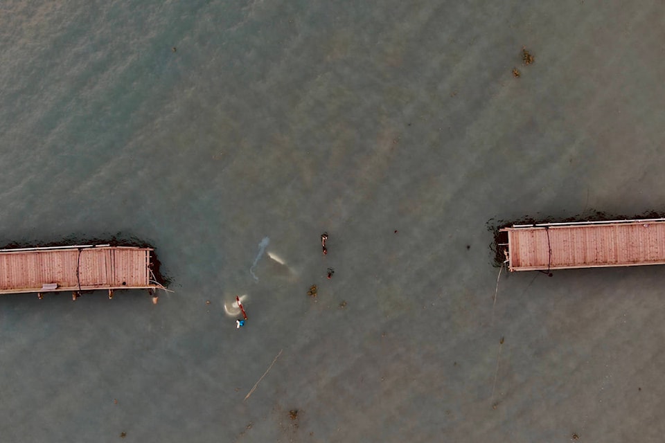 Aerial image of the White Rock pier after it was damaged by crashing boats. (Douglas Shi photo)