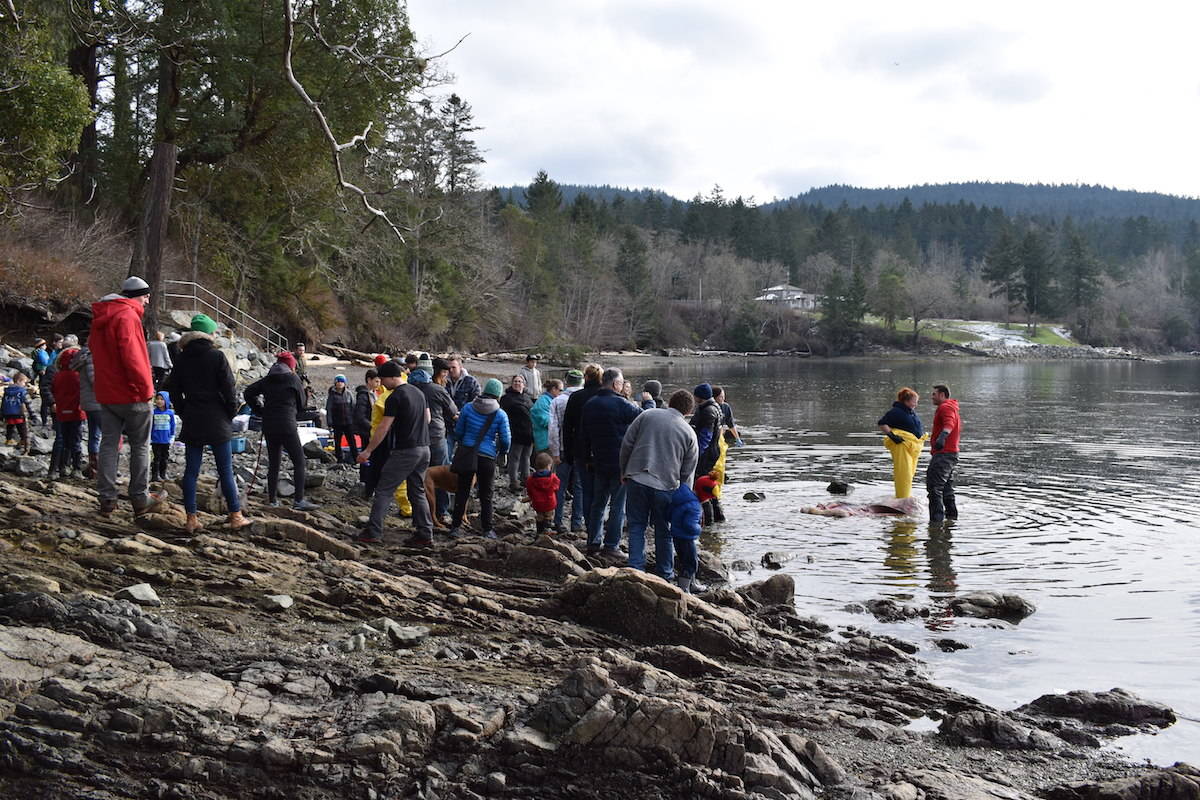 70 pups found inside dead shark washed ashore on Vancouver Island