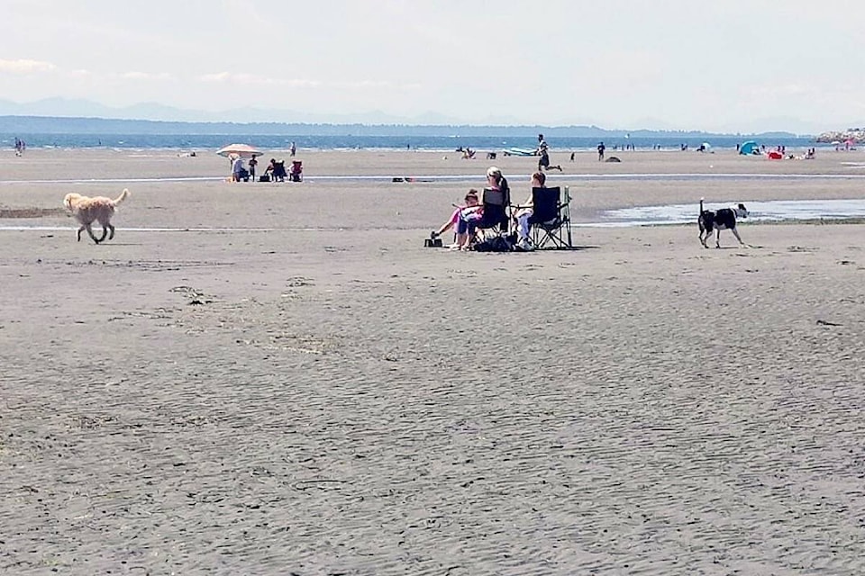 17739957_web1_190723-PAN-M-dogs-on-beach2-contributed