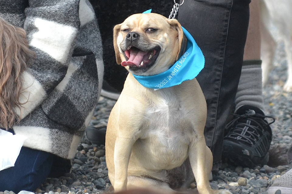 White Rock dog owners held a ‘Pooch Parade’ Sunday to celebrate a bylaw change that allows them to walk their dog on the promenade during the off season. (Aaron Hinks photos)