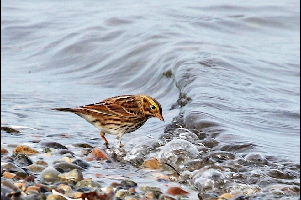 18872279_web1_191008-PAN-M-birders-bird2