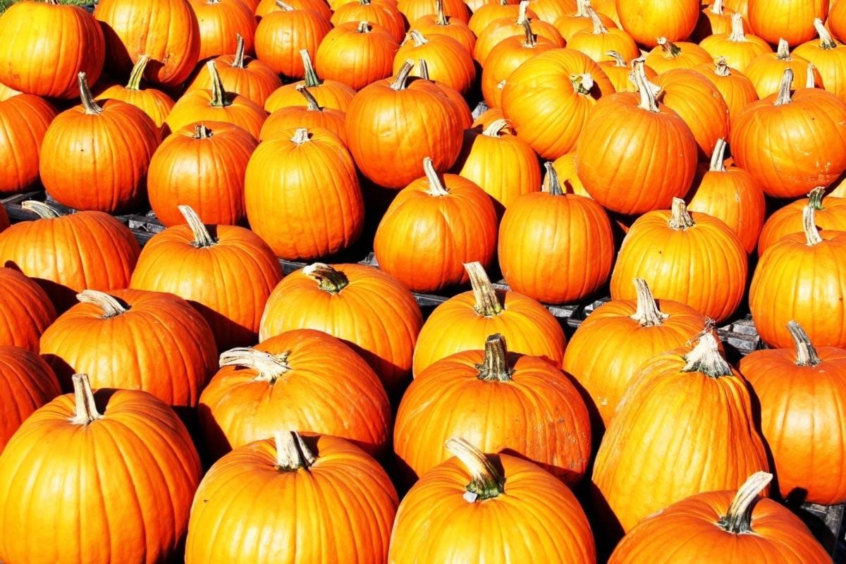 Halloween Calendar Cloverdale Reporter