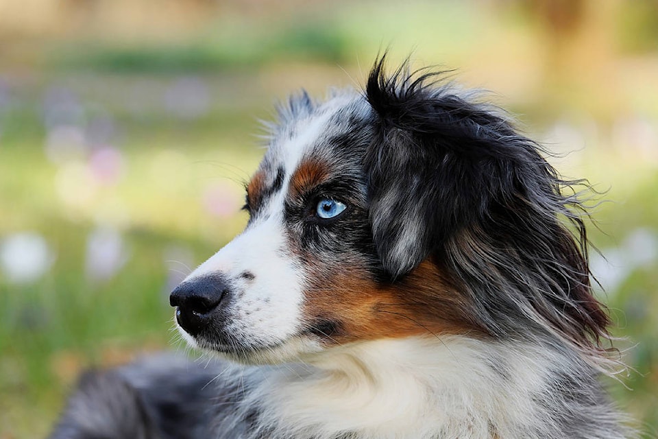 20056324_web1_australian-shepherd-3226442_1280