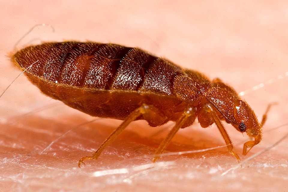 20058363_web1_CimexLectulariusBedBug