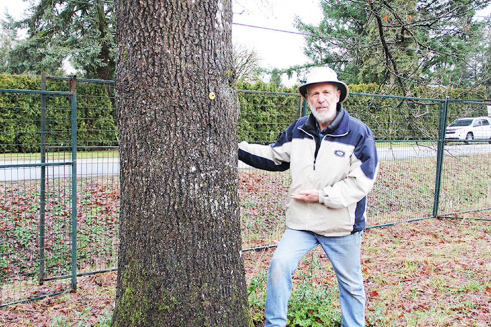 Jim Foulkes says this tree, a King George Royal Oak planted circa 1939, need not be cut down to make way for the new Regent Road Elementary School on 74 Ave. in Clayton. (Photo: Malin Jordan)