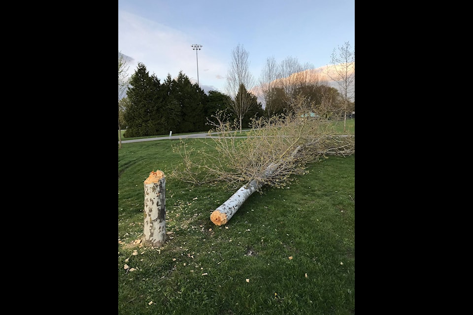 A tree was chopped down in Cloverdale Athletic Park April 24. (Photo: Gord Hallam)