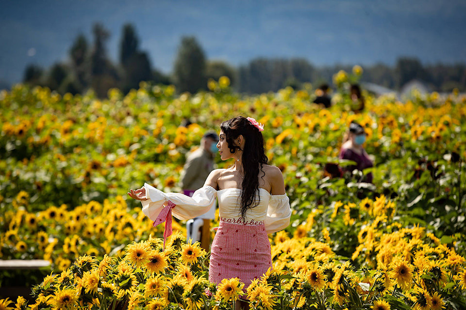 A woman poses among sunflowers at the Chilliwack Sunflower Festival, in Chilliwack, B.C., on Sunday, August 23, 2020. Due to COVID-19, tickets must be booked online in advance, capacity in the fields has been limited to 25 per cent and wider one-way pathways have been created. The festival runs until September 7. THE CANADIAN PRESS/Darryl Dyck