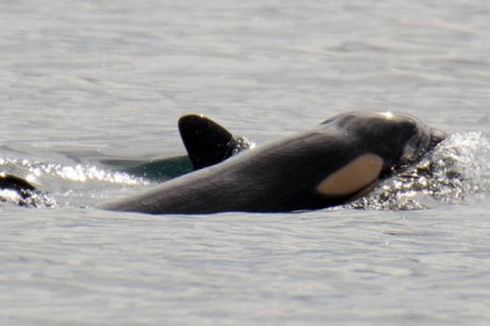 J Pod’s newest calf, born Sept. 24, 2020 surfaces next to mother J41. (Talia Goodyear/Orca Spirit Adventures/Pacific Whale Watch Association)