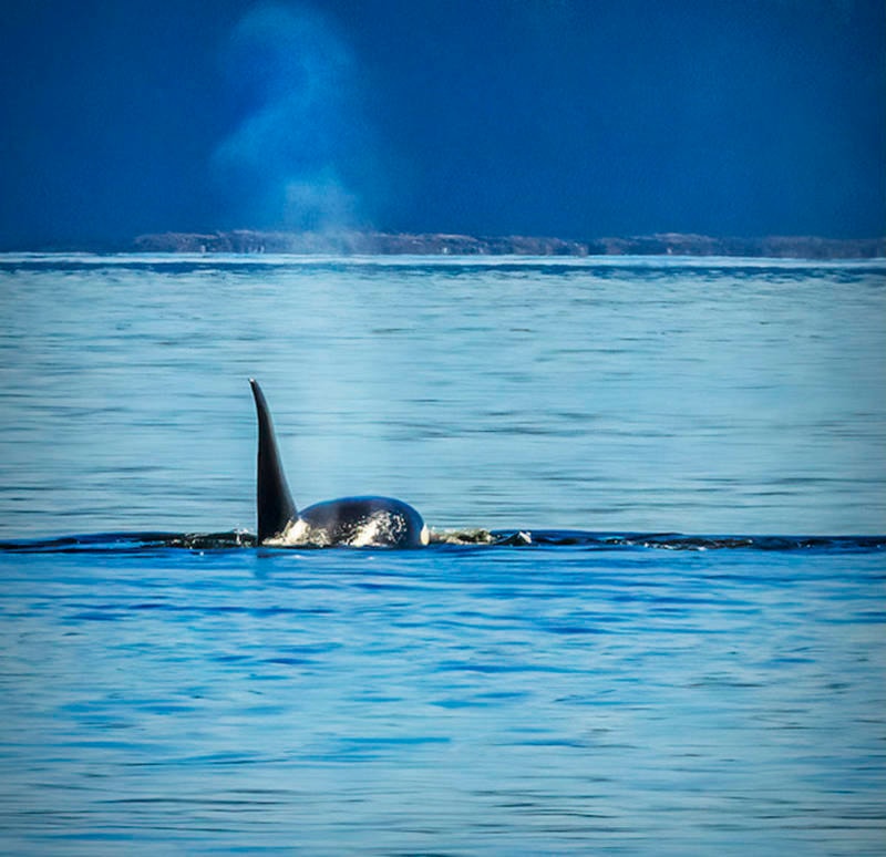 23610524_web1_201211-CAN-SFU-Killer-Whales_2