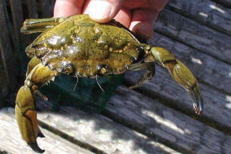 European green crab (DFO photo)