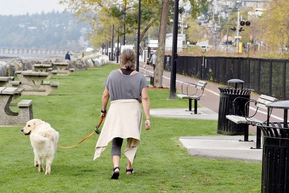 26682773_web1_201008-PAN-Photos-Dogs-Promenade-dogs_4