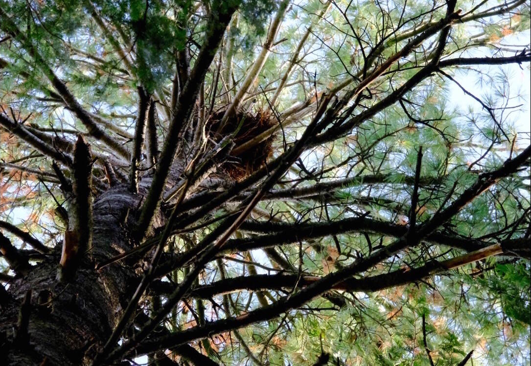 A heron nest in a white pine on golf course land, barely visible from the ground, taken with a telephoto lens on Oct. 12. Photo: Bill Metcalfe