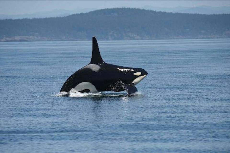 29590405_web1_220627-BPD-southern-resident-deficit-killerwhale_1