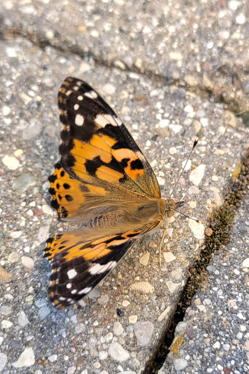 One of the butterflies touched down briefly after taking flight at Krause Berry Farms on Saturday, Aug. 6. It was the first butterfly release fundraiser for the Langley Hospice Society and Langley Lodge since the pandemic. (Dan Ferguson/Langley Advance Times)