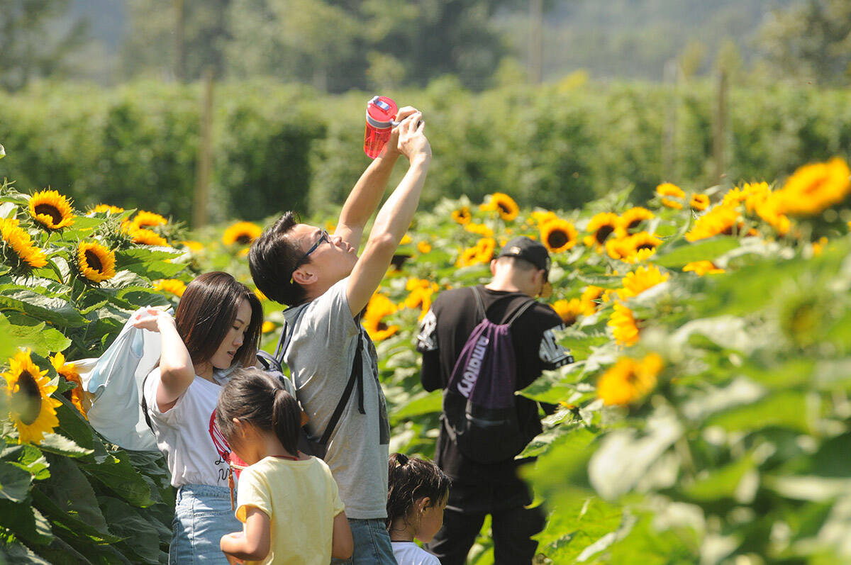 People take photos of the view during the second annual Chilliwack Sunflower Festival on Saturday, Aug. 3, 2019. (Jenna Hauck/ Progress file)