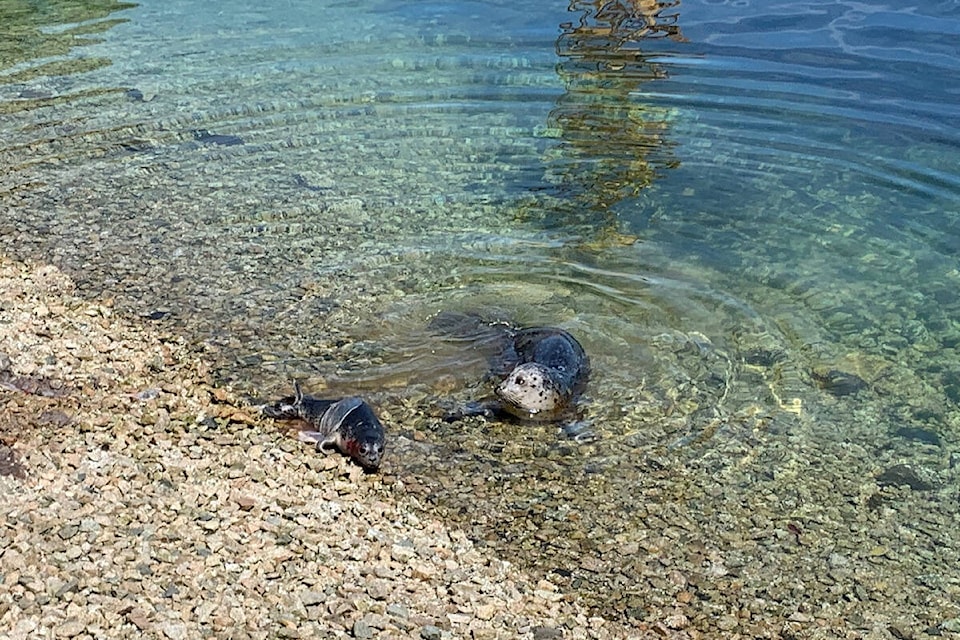 Mike Bodman, manager for base safety and environment at CFB Esquimalt said wildlife has been returning to the harbour over the past few years as the remediation project has progressed. (Courtesy of CFB Esquimalt)