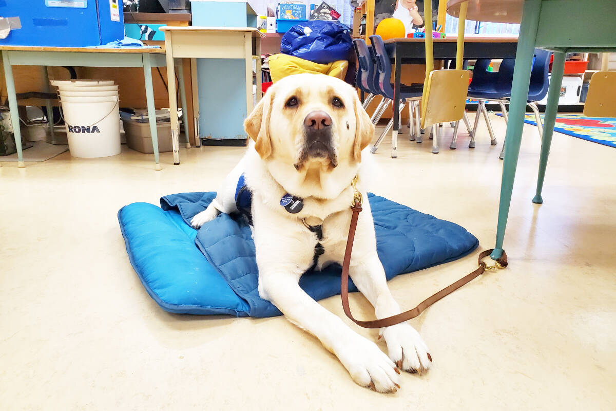 Sam the autism service dog is the first service dog to attend a School District 27 school. (Monica Lamb-Yorski photos - Williams Lake Tribune)