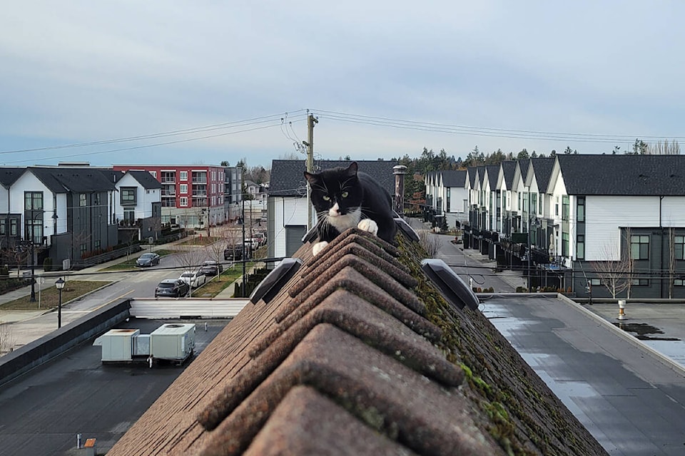 A stranded cat is seen on top of the Cloverdale Vapor Room building. (Photo submitted: Paul Orazietti)