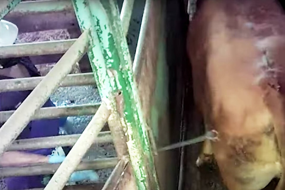 31959799_web1_210223-MRN-CF-meat-processing-cruelty-video_1