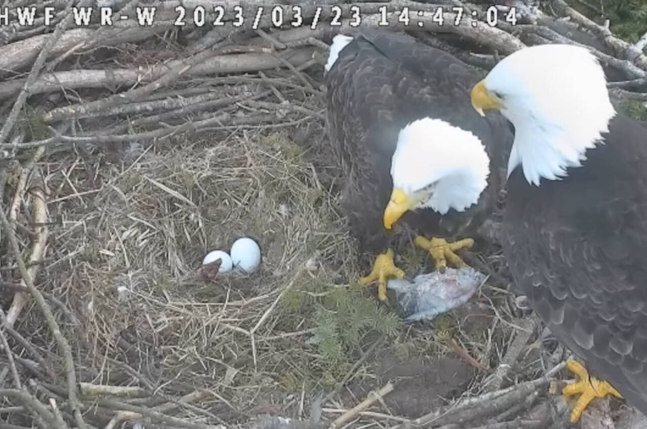 32212888_web1_230330-PAN-eagle-watch-wr-nest_1