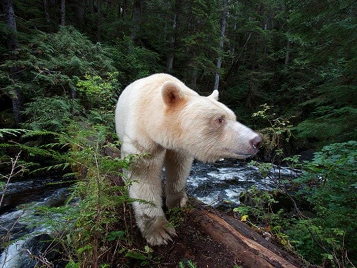 KERMODE BEAR